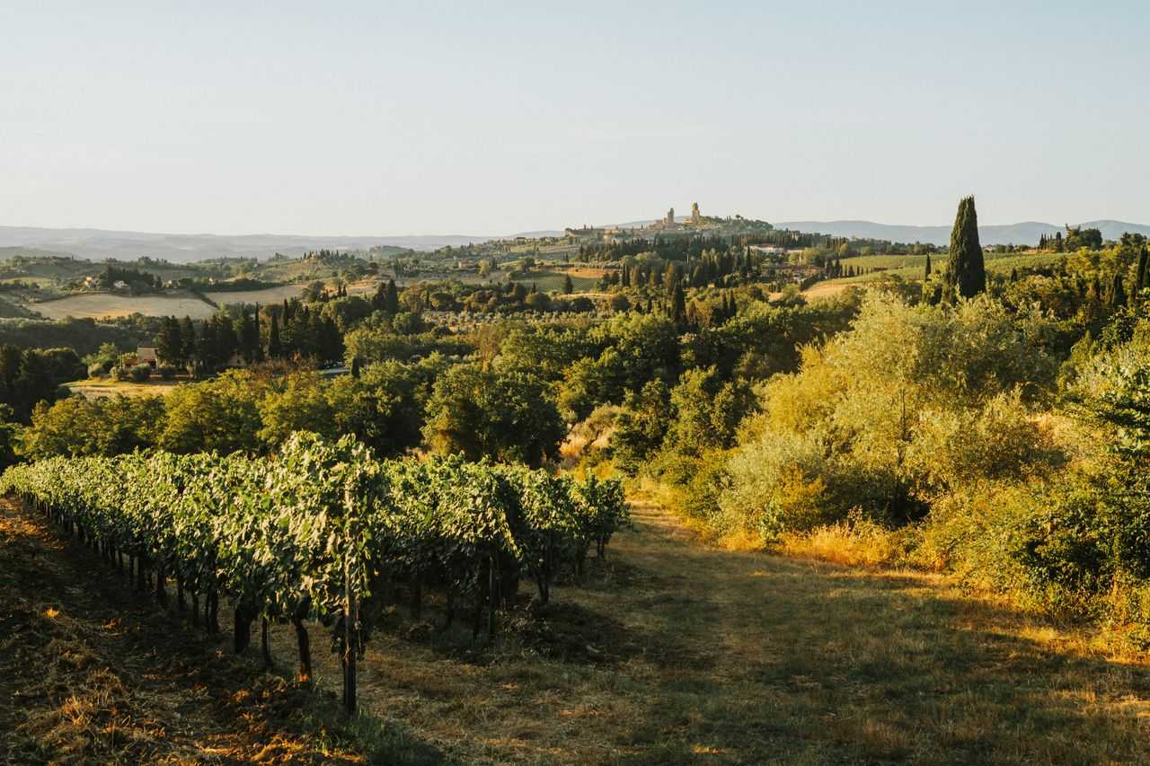 pexels photo 14515698 14515698 A serene view of rolling vineyards and hills in Tuscany, bathed in warm sunset light.